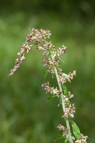 Gamochaeta purpurea #9